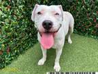 Adopt GRACE a Pit Bull Terrier