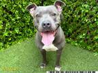 Adopt ANDREA 3000 a Pit Bull Terrier