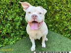 Adopt SUSHI a Pit Bull Terrier, Mixed Breed