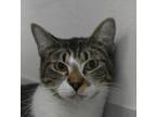 Adopt Mocha a Domestic Short Hair