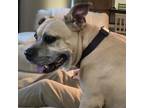 Adopt Queenie a Boxer