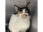 Adopt Juno a Domestic Short Hair