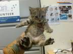 Adopt MELLY a Domestic Short Hair