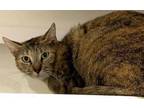 Adopt LUCY a Domestic Short Hair