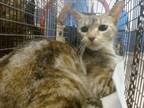 Adopt LENA a Domestic Short Hair