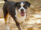Adopt CHERISE a Beagle, Mixed Breed