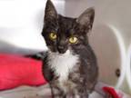 Adopt BUMBLEBEE a Domestic Short Hair