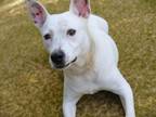 Adopt SHANIA a Labrador Retriever, Australian Cattle Dog / Blue Heeler