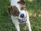 Adopt A207448 a Pit Bull Terrier