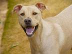 Adopt TAPANGA a Labrador Retriever, Mixed Breed