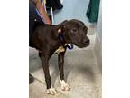 Adopt MACY a Labrador Retriever, Mixed Breed