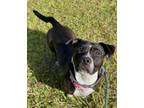 Adopt NYX a American Staffordshire Terrier