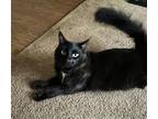 Adopt IZZY a Domestic Long Hair