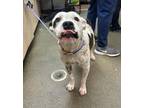 Adopt FRECKLES a Mixed Breed