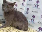 Adopt MISSY a Domestic Short Hair