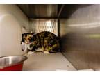 Adopt CLAIRE a Domestic Short Hair