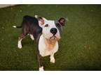 Adopt MERCY a Pit Bull Terrier