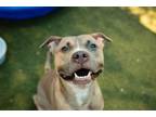 Adopt NYLA a Pit Bull Terrier, Mixed Breed
