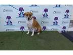 Adopt BELLA a American Staffordshire Terrier