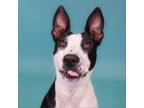 Adopt Roxanne a Boston Terrier