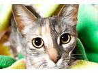 Adopt ROSY a Domestic Short Hair