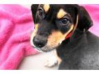 Adopt MILEY a Beagle, Mixed Breed