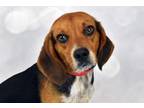 Adopt GOLDIE a Beagle, Mixed Breed