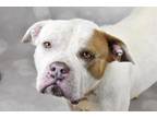 Adopt MARTINA a American Staffordshire Terrier, Mixed Breed