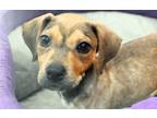 Adopt MIMI a Beagle, Mixed Breed