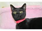 Adopt STACEY a Domestic Short Hair