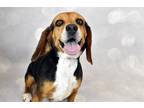 Adopt FLOWER a Beagle, Mixed Breed