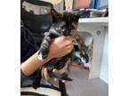 Adopt LUNAR a Domestic Short Hair