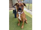 Adopt CHERRY a Black Mouth Cur, Mixed Breed