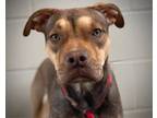 Adopt WHISK a Boxer, Pit Bull Terrier