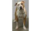 Adopt FOG a Pit Bull Terrier, Mixed Breed