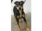 Adopt ROSIE a Manchester Terrier, Mixed Breed