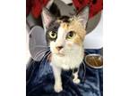 Adopt Lady Whistledown a Domestic Short Hair