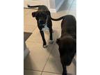 Adopt JESSICA a Pit Bull Terrier