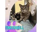 Adopt TINKERBELL a Domestic Short Hair