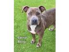 Adopt CARRIE BERRY a American Staffordshire Terrier