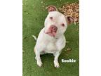 Adopt SOOKIE a Pit Bull Terrier