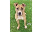 Adopt WILLA a Pit Bull Terrier