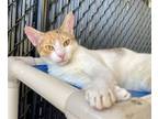 Adopt SASSY SUE a Domestic Short Hair