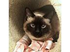 Adopt Mable a Siamese