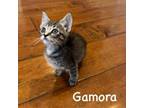 Adopt Gamora a Domestic Short Hair