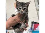 Adopt Zaturn 25408 a Domestic Short Hair