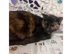 Adopt SHIRLEY a Domestic Short Hair