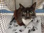 Adopt MILLICENT a Domestic Short Hair