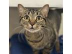 Adopt Tiger a Domestic Short Hair