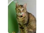 Adopt Catherine The Great a Domestic Short Hair
